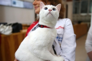 Ахилл из Эрмитажа – самый популярный кот России