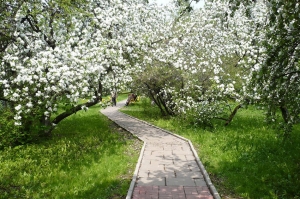 Яблоневый сад в Петербурге